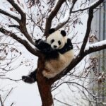Beijing's Giant Pandas Frolic in First Winter Snow