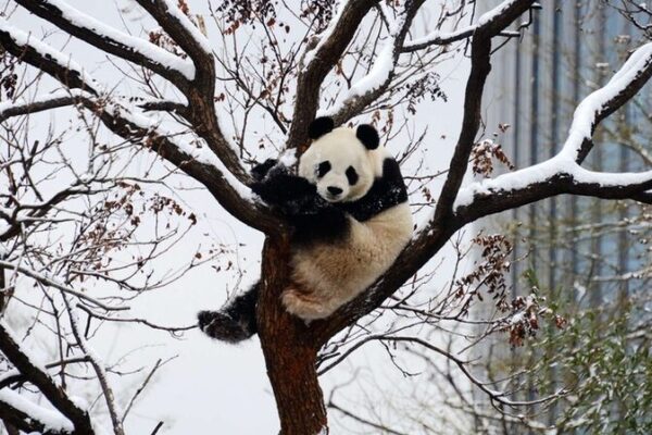 Beijing’s Giant Pandas Frolic in First Winter Snow Beijing's Giant Pandas Frolic in First Winter Snow