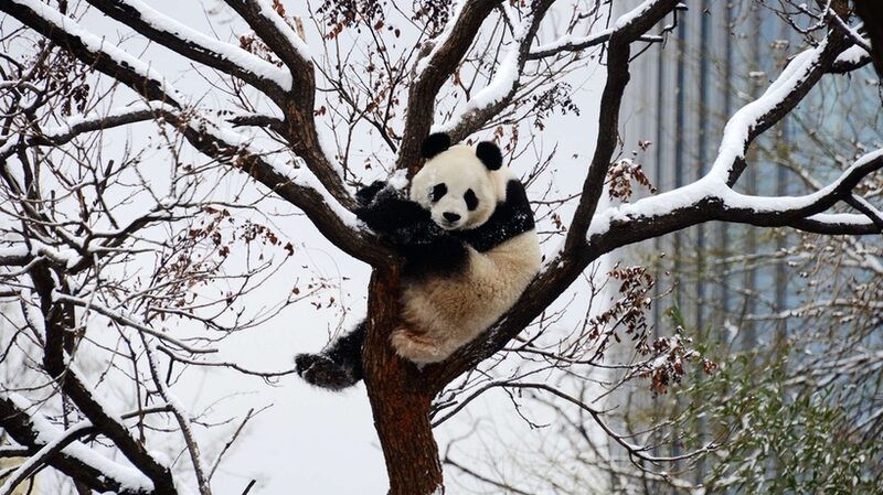 Beijings_Giant_Pandas_Frolic_in_First_Winter_Snow - Khabar Asia Beijing's Giant Pandas Frolic in First Winter Snow