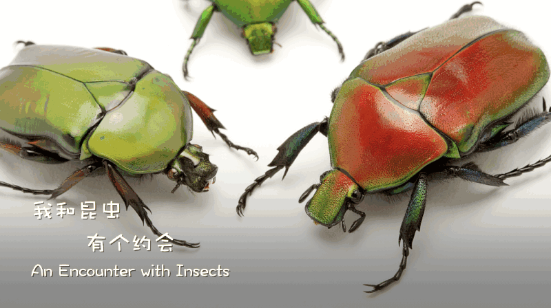 Beijings_Insect_Enthusiast_Inspires_Children_to_Protect_Nature_poster - Khabar Asia Beijing's Insect Enthusiast Inspires Children to Protect Nature video poster