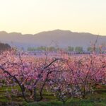 Beijing's Pinggu Peach Blossom Festival Opens Amid 1,600 Acres of Blooms video poster