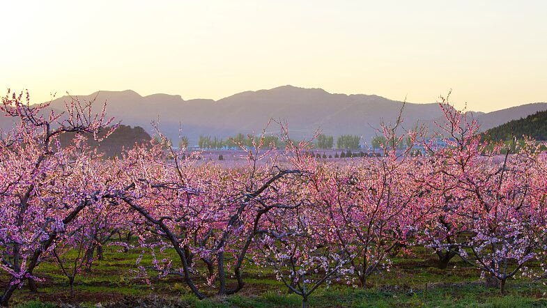 Beijings_Pinggu_Peach_Blossom_Festival_Opens_Amid_1600_Acres_of_Blooms_poster - Khabar Asia Beijing's Pinggu Peach Blossom Festival Opens Amid 1,600 Acres of Blooms video poster
