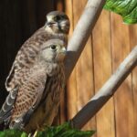 Beijing's Raptors Beat the Heat: Rescue Center's Innovative Solutions video poster