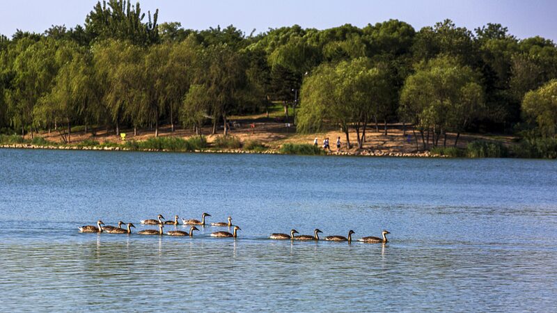 Beijings_Wildlife_Species_Increase_to_612_Amid_Ecological_Progress - Khabar Asia Beijing's Wildlife Species Increase to 612 Amid Ecological Progress