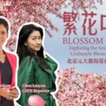 Beijing's Yuan Dadu City Wall Ruins Park Transforms into a Sea of Crabapple Blossoms video poster