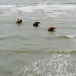 Belgian_Horseback_Shrimp_Fishermen_Preserve_Ancient_Tradition video poster
