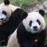 Belgian Zoo's Beloved Giant Pandas to Return to China in 2024