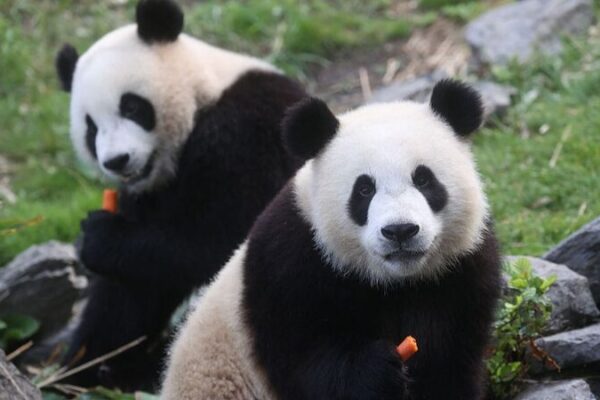 Belgian Zoo’s Beloved Giant Pandas to Return to China in 2024 Belgian Zoo's Beloved Giant Pandas to Return to China in 2024