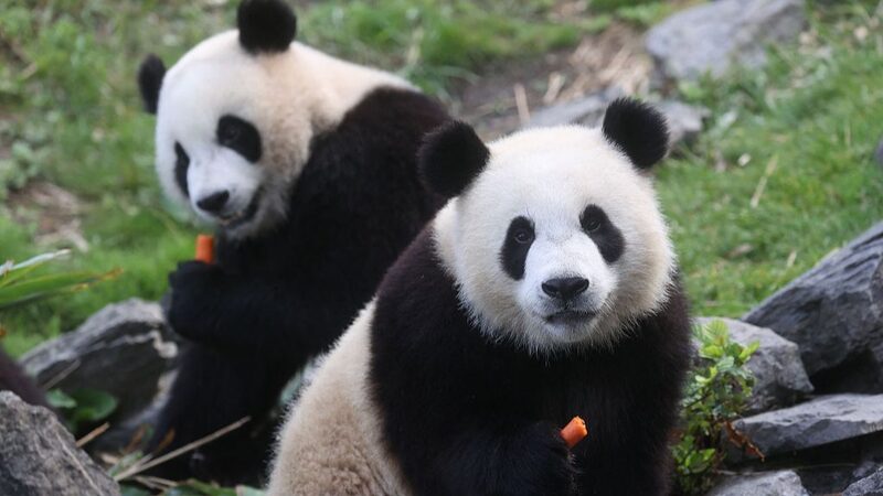 Belgian_Zoos_Beloved_Giant_Pandas_to_Return_to_China_in_2024 - Khabar Asia Belgian Zoo's Beloved Giant Pandas to Return to China in 2024