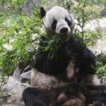 Beloved_Giant_Panda_Pair_Ri_Ri_and_Shin_Shin_Return_to_China_After_13_Years_in_Tokyo