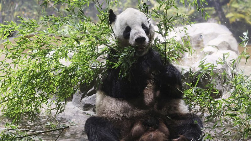 Beloved_Giant_Panda_Pair_Ri_Ri_and_Shin_Shin_Return_to_China_After_13_Years_in_Tokyo - Khabar Asia Beloved_Giant_Panda_Pair_Ri_Ri_and_Shin_Shin_Return_to_China_After_13_Years_in_Tokyo