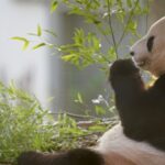 Beloved Giant Pandas Yang Guang and Tian Tian Return to China After 12 Years in the UK