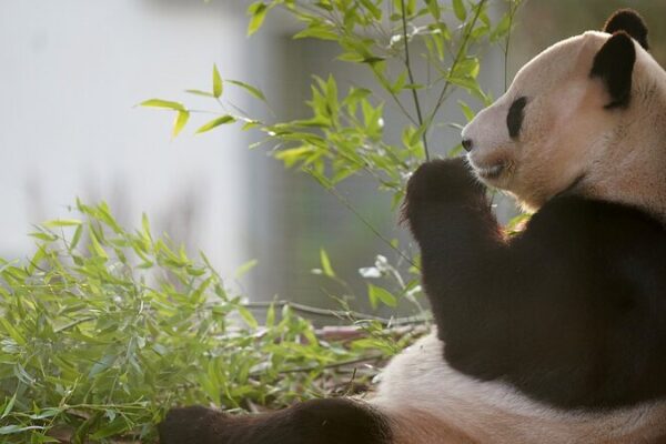 Beloved Giant Pandas Yang Guang and Tian Tian Return to China After 12 Years in the UK Beloved Giant Pandas Yang Guang and Tian Tian Return to China After 12 Years in the UK