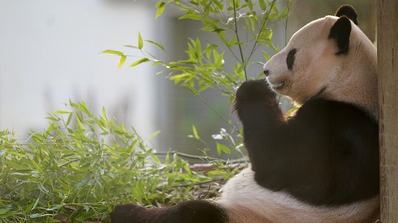 Beloved Giant Pandas Yang Guang and Tian Tian Return to China After 12 Years in the UK