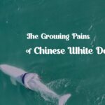 Beneath the Waves: The Joys and Challenges Facing Chinese White Dolphins video poster