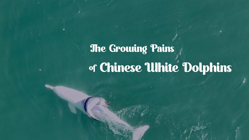 Beneath_the_Waves_The_Joys_and_Challenges_Facing_Chinese_White_Dolphins_poster - Khabar Asia Beneath the Waves: The Joys and Challenges Facing Chinese White Dolphins video poster