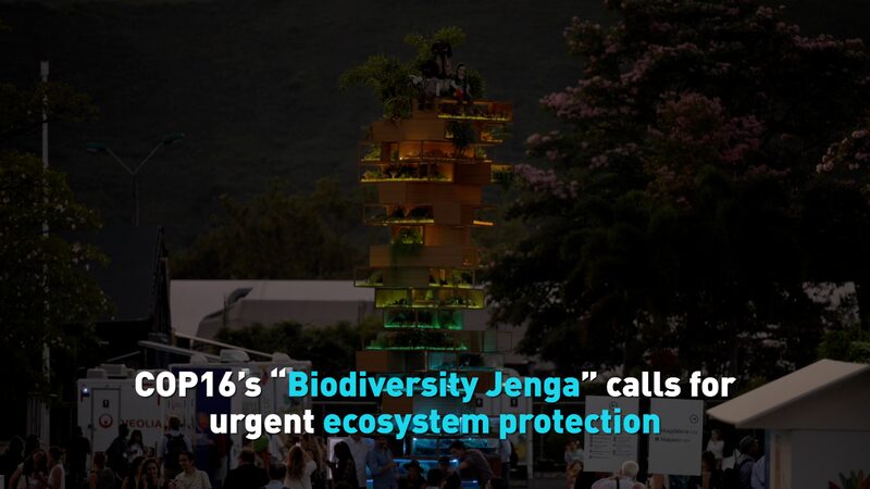 Biodiversity_Jenga_at_COP16__A_Call_for_Urgent_Ecosystem_Protection - Khabar Asia Biodiversity_Jenga_at_COP16__A_Call_for_Urgent_Ecosystem_Protection