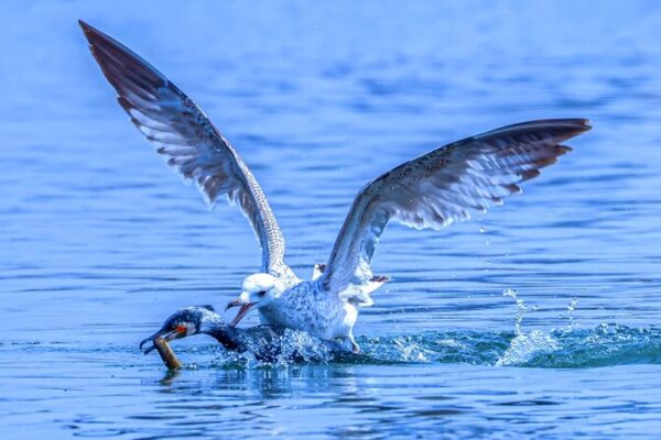 Bird Battle Royale: Cormorants and Gulls Clash Over Food at Shenyang’s Dingxiang Lake Bird Battle Royale: Cormorants and Gulls Clash Over Food at Shenyang's Dingxiang Lake