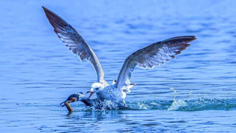 Bird_Battle_Royale_Cormorants_and_Gulls_Clash_Over_Food_at_Shenyangs_Dingxiang_Lake - Khabar Asia Bird Battle Royale: Cormorants and Gulls Clash Over Food at Shenyang's Dingxiang Lake