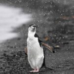 Bird Flu Reaches Mainland Antarctica, Threatening Penguin Colonies