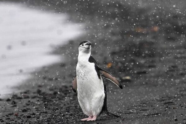 Bird Flu Reaches Mainland Antarctica, Threatening Penguin Colonies Bird Flu Reaches Mainland Antarctica, Threatening Penguin Colonies