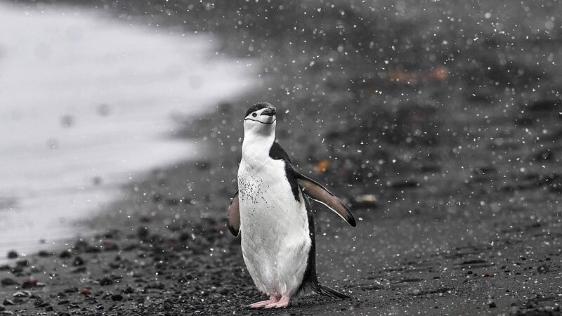 Bird_Flu_Reaches_Mainland_Antarctica_Threatening_Penguin_Colonies - Khabar Asia Bird Flu Reaches Mainland Antarctica, Threatening Penguin Colonies