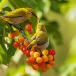 Birds_Flock_to_Yunnans_Yuping_Park_for_Cherry_Feast - Khabar Asia Birds Flock to Yunnan's Yuping Park for Cherry Feast