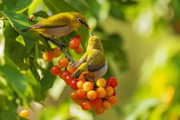 Birds Flock to Yunnan’s Yuping Park for Cherry Feast Birds Flock to Yunnan's Yuping Park for Cherry Feast