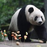 Birthday_Festivities_for_Giant_Pandas_Light_Up_Sichuan_s_Ya_an_Base video poster