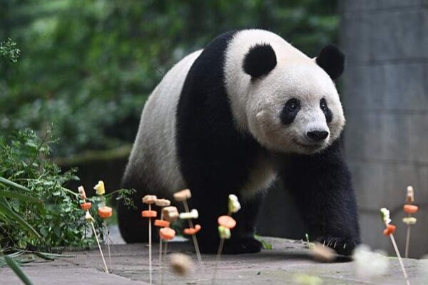 Birthday Festivities for Giant Pandas Light Up Sichuan’s Ya’an Base Birthday_Festivities_for_Giant_Pandas_Light_Up_Sichuan_s_Ya_an_Base video poster