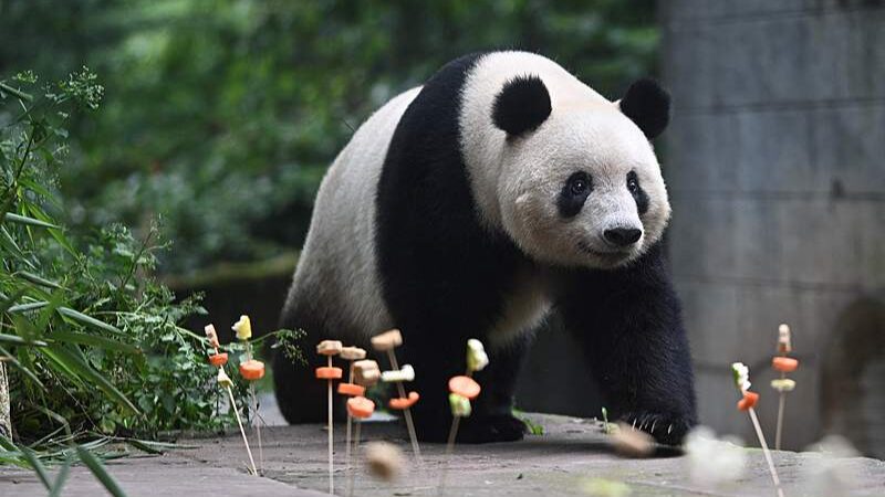 Birthday_Festivities_for_Giant_Pandas_Light_Up_Sichuan_s_Ya_an_Base_poster - Khabar Asia Birthday_Festivities_for_Giant_Pandas_Light_Up_Sichuan_s_Ya_an_Base video poster