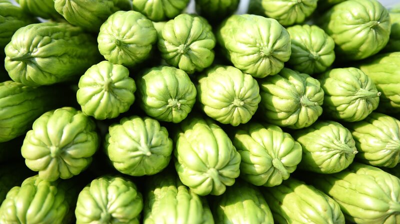 Bitter_Gourd_Harvest_Kicks_Off_in_Hainans_Fengmu_Town - Khabar Asia Bitter Gourd Harvest Kicks Off in Hainan's Fengmu Town