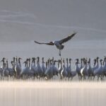 Black-Necked Cranes Grace Lhasa Plateau in Winter Ballet