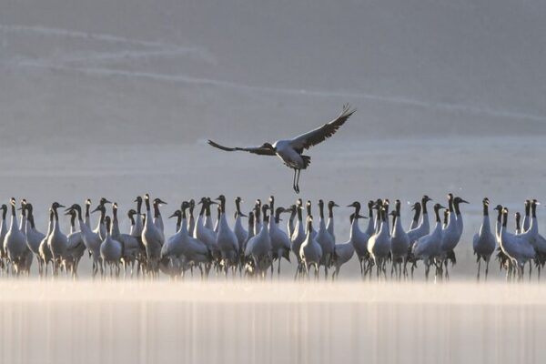 Black-Necked Cranes Grace Lhasa Plateau in Winter Ballet Black-Necked Cranes Grace Lhasa Plateau in Winter Ballet