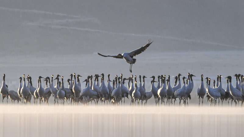 Black-Necked_Cranes_Grace_Lhasa_Plateau_in_Winter_Ballet - Khabar Asia Black-Necked Cranes Grace Lhasa Plateau in Winter Ballet