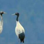 Black-Necked Cranes Seek Winter Haven in Tibet's Yarlung Zangbo Wetlands video poster