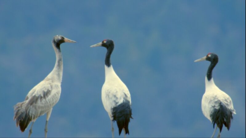 Black-Necked_Cranes_Seek_Winter_Haven_in_Tibets_Yarlung_Zangbo_Wetlands_poster - Khabar Asia Black-Necked Cranes Seek Winter Haven in Tibet's Yarlung Zangbo Wetlands video poster