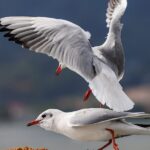 Black-headed Gulls Bring Winter Charm to Kunming's Shores video poster