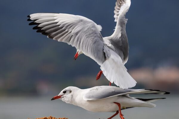 Black-headed Gulls Bring Winter Charm to Kunming's Shores video poster