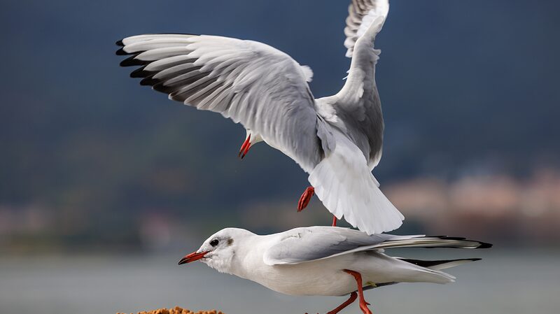 Black-headed Gulls Bring Winter Charm to Kunming's Shores video poster