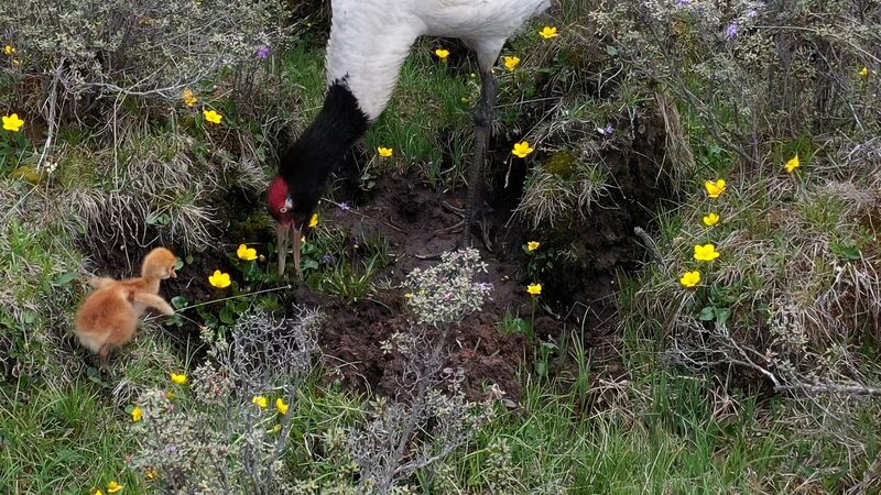 Black-necked Crane Chicks Face Increasing Threats from Predators video poster