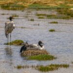 Black-necked Cranes Begin Breeding in China's Xizang Autonomous Region video poster