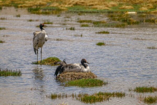 Black-necked Cranes Begin Breeding in China's Xizang Autonomous Region video poster
