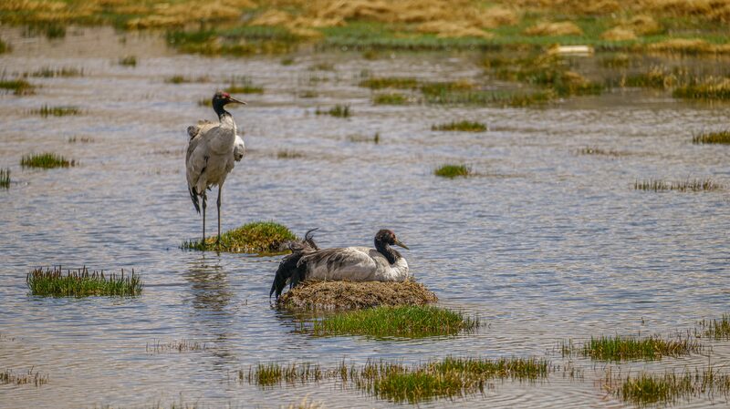 Black-necked_Cranes_Begin_Breeding_in_Chinas_Xizang_Autonomous_Region_poster - Khabar Asia Black-necked Cranes Begin Breeding in China's Xizang Autonomous Region video poster