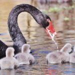 Black Swan Cygnets Delight Beijing Residents as Spring Arrives