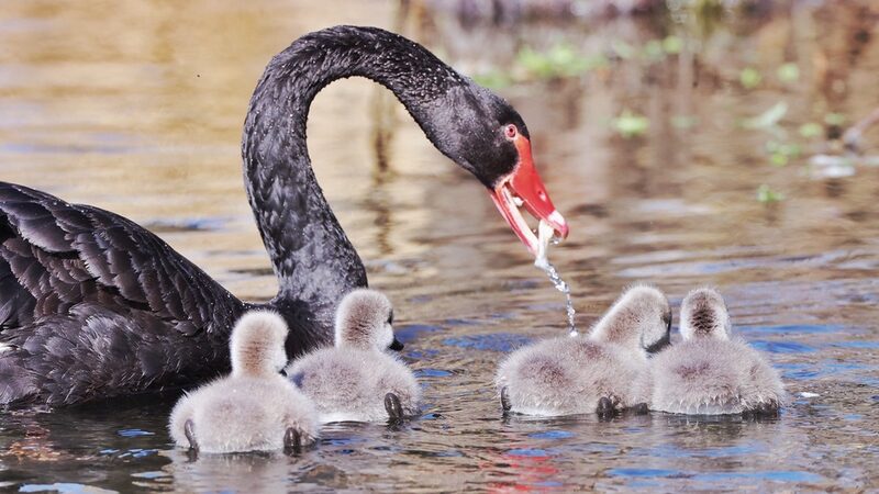 Black_Swan_Cygnets_Delight_Beijing_Residents_as_Spring_Arrives - Khabar Asia Black Swan Cygnets Delight Beijing Residents as Spring Arrives