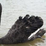 Black_Swans_Grace_the_Edge_of_Xinjiang_s_Taklamakan_Desert