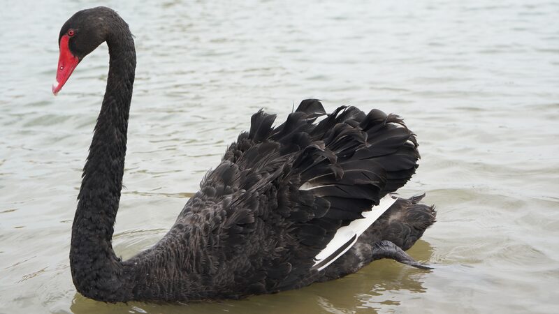 Black_Swans_Grace_the_Edge_of_Xinjiang_s_Taklamakan_Desert - Khabar Asia Black_Swans_Grace_the_Edge_of_Xinjiang_s_Taklamakan_Desert
