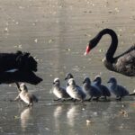Black Swans Lead Seven Cygnets on First Ice Walk at Beijing's Old Summer Palace