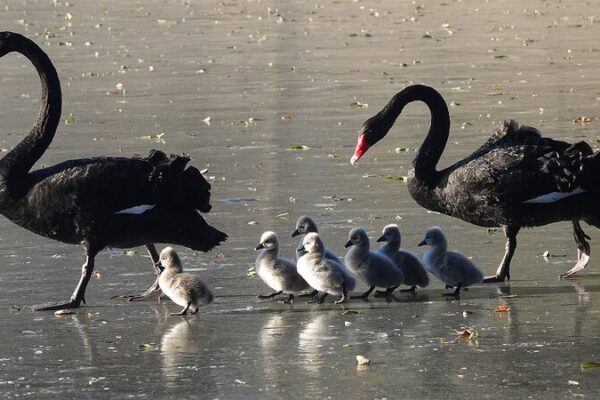 Black Swans Lead Seven Cygnets on First Ice Walk at Beijing's Old Summer Palace